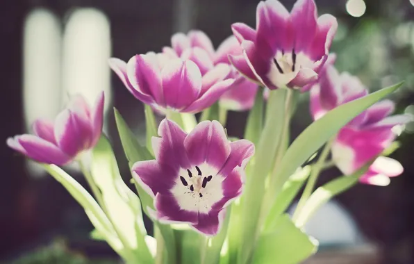 Leaves, flowers, glare, stems, petals, tulips, bokeh