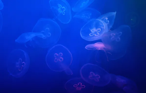 Sea, water, jellyfish