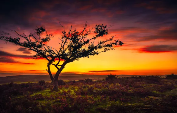 The sky, trees, landscape, beauty