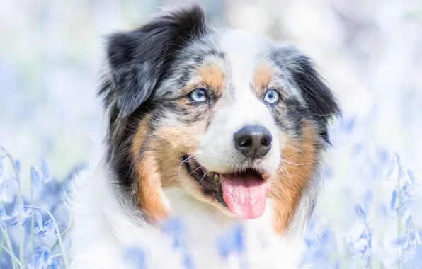 Picture flowers, dog, spring, Aussie, Wallpaper from lolita777