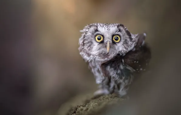 Picture look, grey, background, owl, bird, portrait, owl