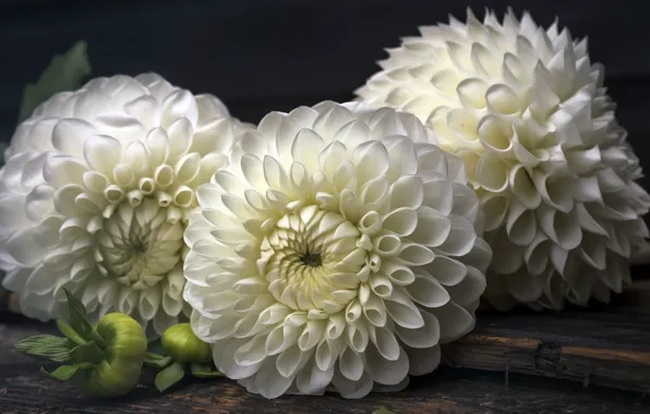 Macro, flowers, background