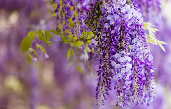Flowers, branches, nature, background, color, beauty, spring, flowering