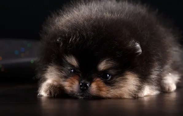 Picture dog, animal, spitz, fluffy