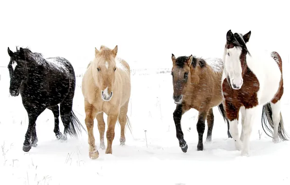Picture snow, nature, horses