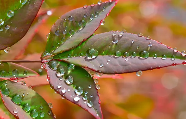 Picture leaves, water, drops, Rosa