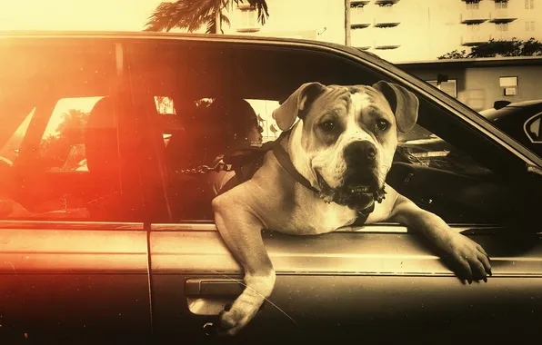 Machine, look, dog, dog