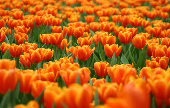 Flowers, glade, tulips, red, orange