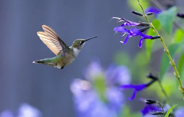 Flower, bird, blue, fly, animal