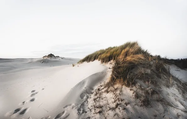 Nature, shore, dunes