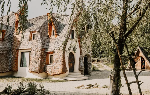 House, tree, petals, window, architecture