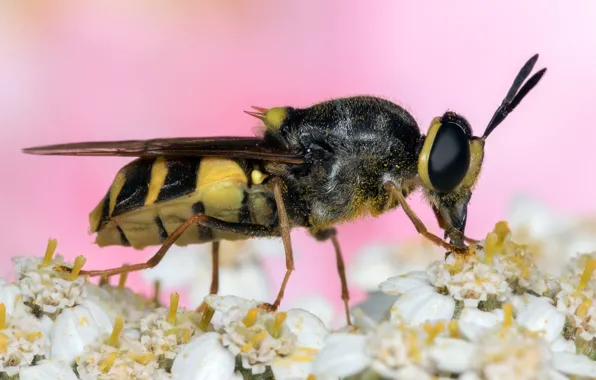 Eyes, macro, flowers, bee, background, work, pink, petals