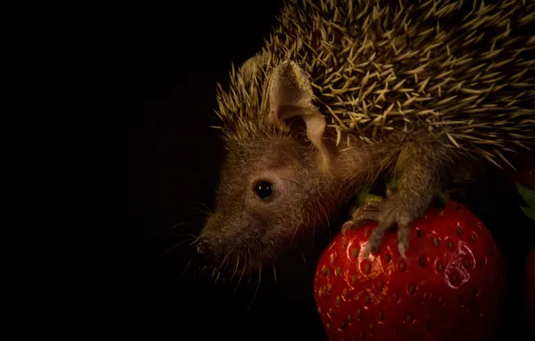Look, berries, portrait, strawberry, muzzle, profile, hedgehog, black background