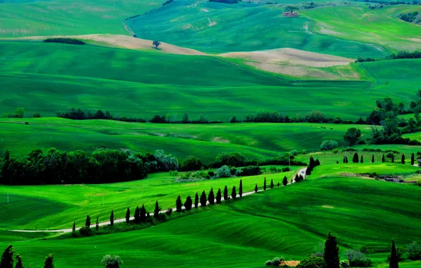 Road, trees, field, Italy, Tuscany