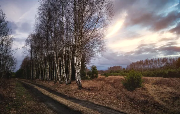 Road, autumn, forest, the sky, clouds, birch, dry grass, the forest