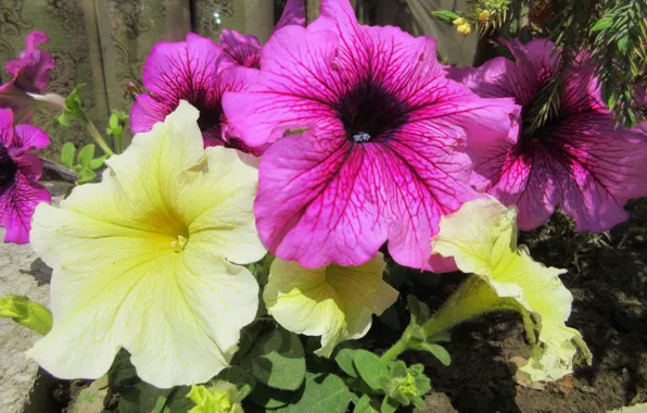 Flowers, Petunia, spring 2018, Mamala ©
