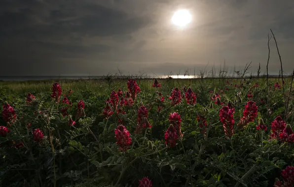 Field, summer, the sky, leaves, clouds, light, flowers, night