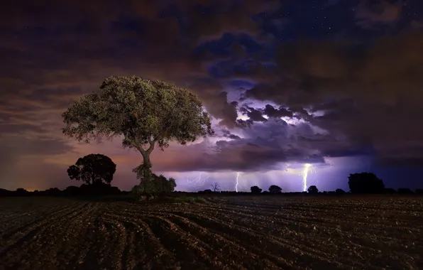 Picture field, night, tree, zipper