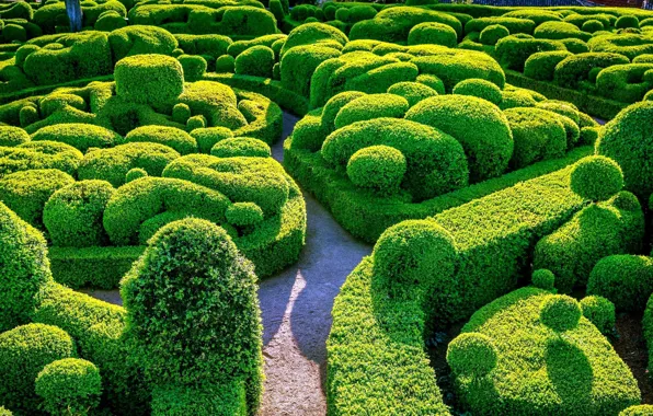 Park, maze, the bushes