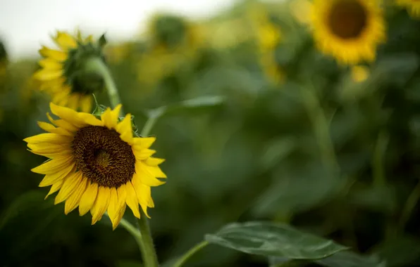 Summer, sunflowers, nature