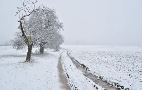 Picture winter, road, field, snow