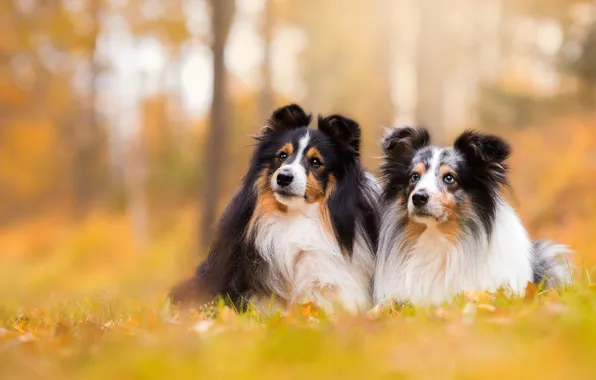 Picture dogs, background, a couple, bokeh, sheltie, Shetland Sheepdog