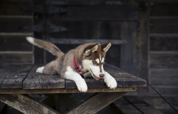 Look, each, dog