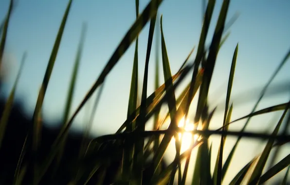 Grass, the sun, rays, blur