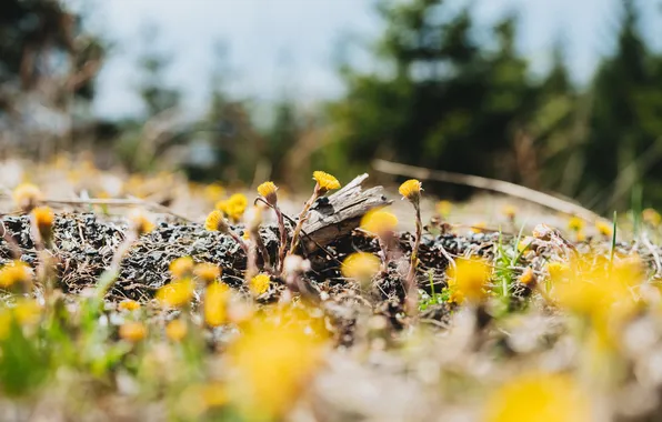 Yellow, flowers, trunk