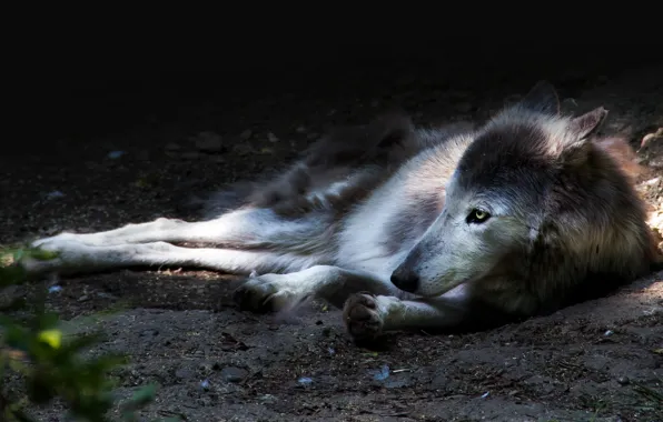 Picture look, face, light, the dark background, grey, earth, wolf, paws