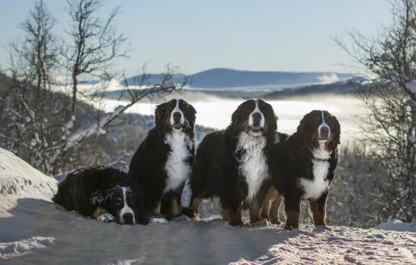 Winter, road, dogs, look, light, snow, trees, mountains