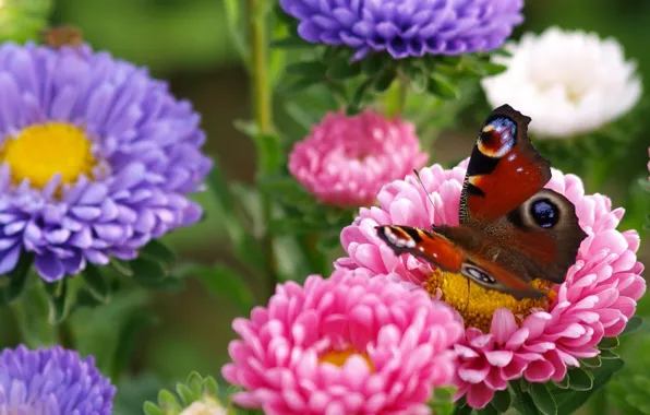Picture macro, flowers, butterfly, asters, Peacock