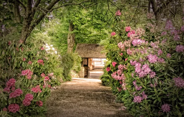 Trees, Park, Photoshop, path, the bushes, rhododendrons