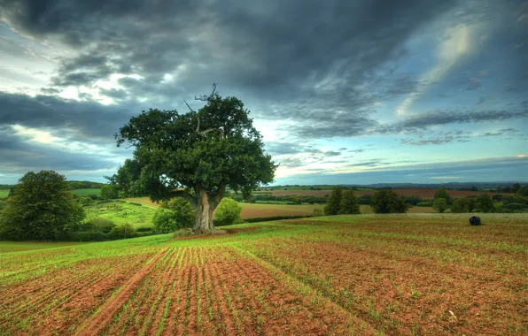 Picture field, tree, space