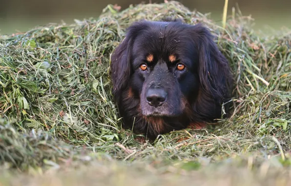 Grass, face, dog, shelter, disguise, dog, Hovawart