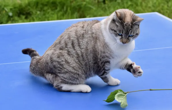 Cat, cat, leaves, nature, pose, table, grey, the game