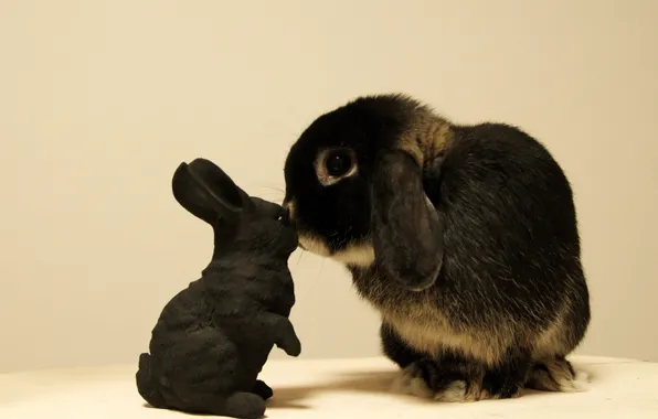 Toy, rabbit, Bunny
