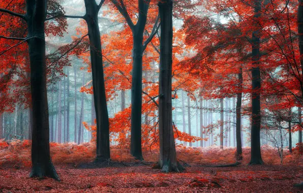 Forest, trees, nature