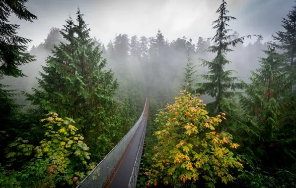 Picture autumn, forest, nature, fog, haze, the bridge