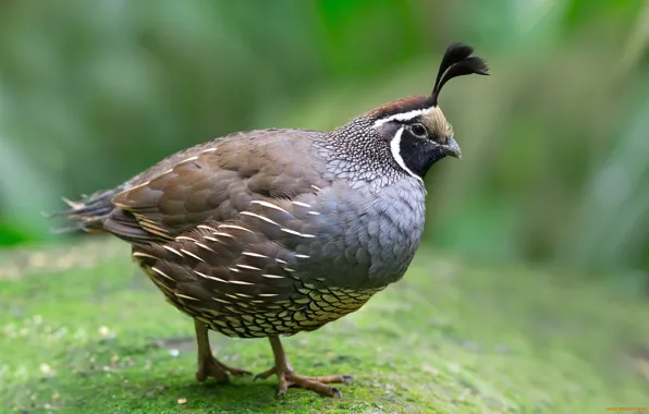 Bird, green background, quail