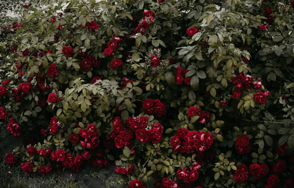 Red, roses, rose Bush