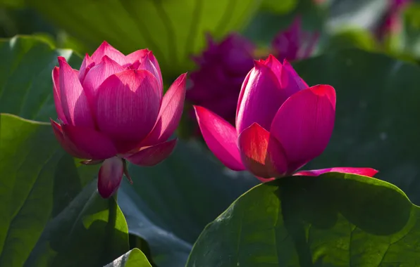 Leaves, light, flowers, pink, Duo, Lotus