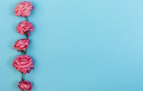 Flowers, roses, pink, pink, flowers, beautiful, blue background, roses