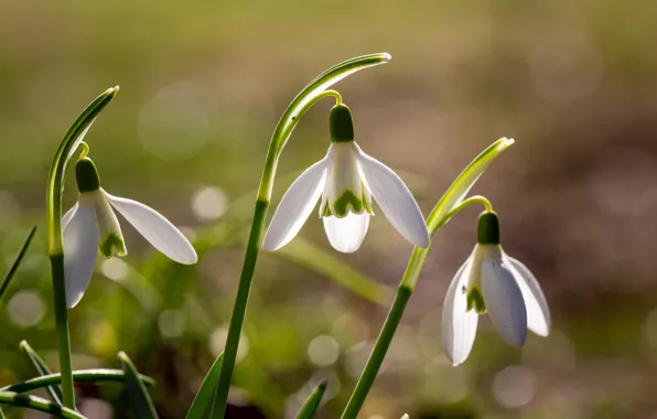 Picture macro, light, flowers, spring, snowdrops, white, trio, bokeh