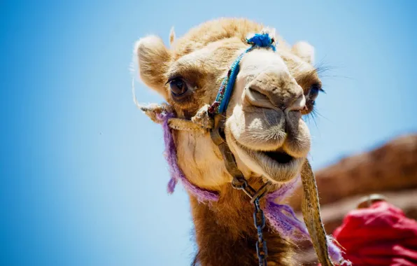 Face, background, camel