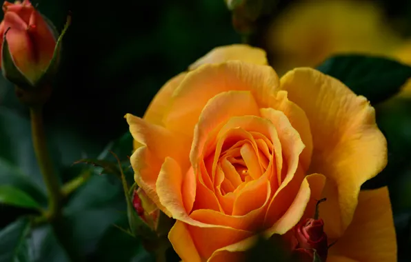Macro, rose, buds, yellow rose