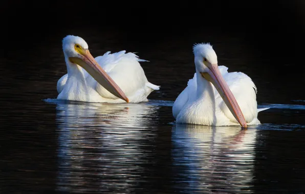 Picture bird, beak, pair, American white Pelican