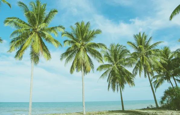 Sand, sea, wave, beach, summer, the sky, palm trees, shore