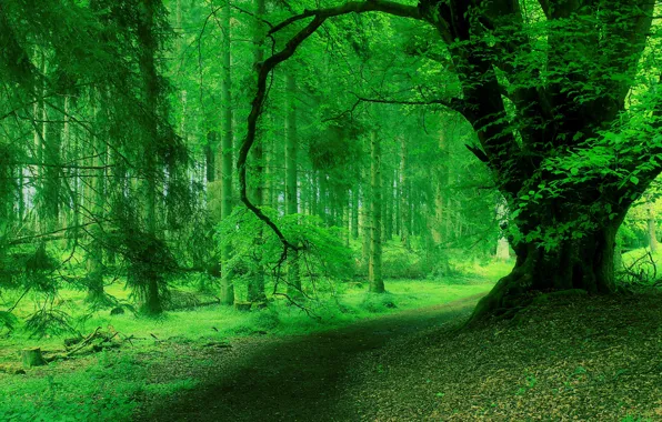 Road, Trees, Forest, Turn, Trunks, Branch, Foliage, Needles