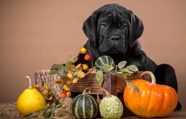 Black, puppy, pumpkin, cane Corso